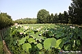 VBS_6655 - Fioritura Loto Laghetto Vezza d'Alba